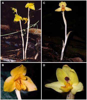 Phylogenetic position and plastid genome structure of Vietorchis, a mycoheterotrophic genus of Orchidaceae (subtribe Orchidinae) endemic to Vietnam